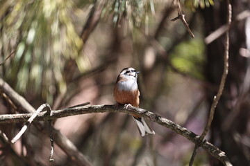 Rock Bunting