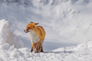 Red fox rests in a snowy landscape. The fox has a bushy tail and bright orange fur, blending with the winter scenery.