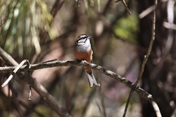 Rock Bunting