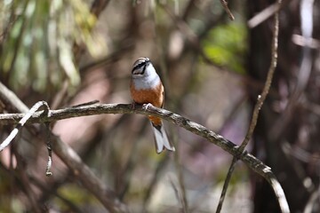 Rock Bunting
