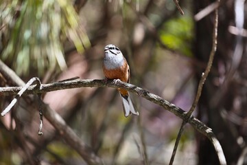 Rock Bunting