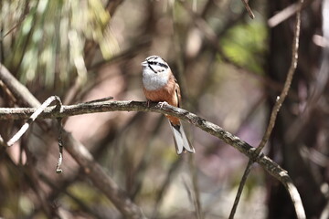 Rock Bunting