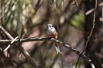 Rock Bunting