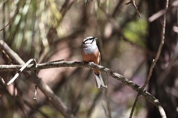 Rock Bunting