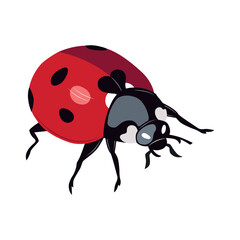 Ladybug insect red and black color. Summer bug. Meadow insects. 
