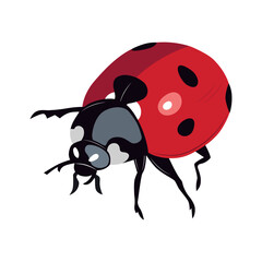 Ladybug insect red and black color. Summer bug. Meadow insects. 