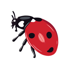 Ladybug insect red and black color. Summer bug. Meadow insects. 