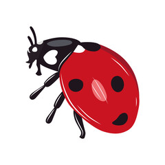 Ladybug insect red and black color. Summer bug. Meadow insects. 