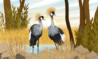 Obraz premium A pair of crowned cranes stands near a small river in the African savannah. Realistic vector animal.