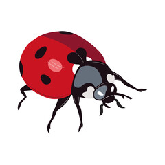Ladybug insect red and black color. Summer bug. Meadow insects. 