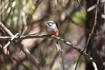 Rock Bunting