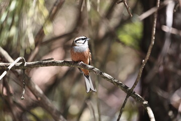 Rock Bunting