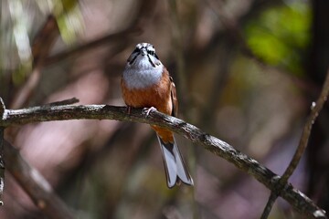 Rock Bunting