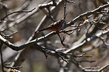 Rock Bunting