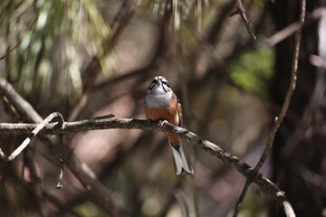 Rock Bunting