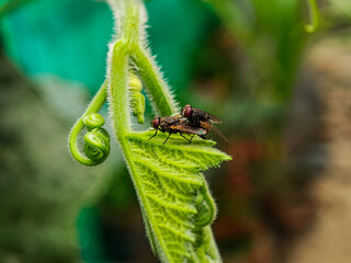 A close-up captures nature's intimacy, showing two flies mating on a vibrant green leaf, emphasizing detail and the essential processes within the natural world's hidden moments, and life?s cycle.