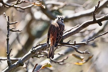 Rock Bunting