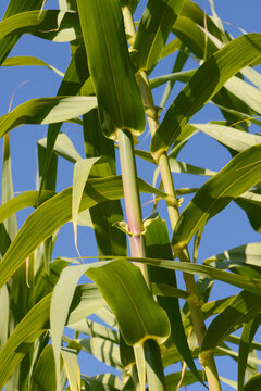 Pfahlrohr, Arundo donax