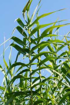 Pfahlrohr, Arundo donax