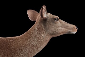 A realistic 3D render of a standing deer on a black background, showing natural body shape, smooth fur texture, and wildlife detail for use in nature, education, conservation