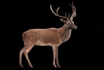 A realistic 3D render of a majestic stag standing in profile on a black background, showcasing...