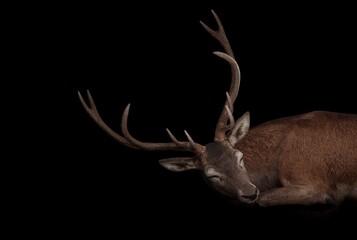A detailed 3D render of a sleeping deer with large antlers on a black background, showcasing...