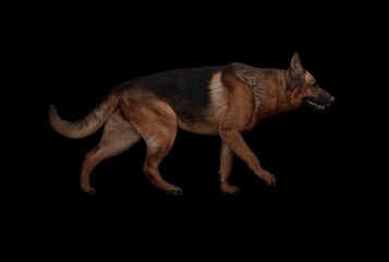 A realistic 3D render of a German Shepherd walking in profile on a black background, showcasing strong anatomy, natural fur texture, and dynamic motion, ideal for pet, wildlife, and training concepts.