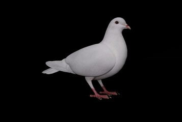 A highly detailed 3D render of a white dove standing against a black background, showcasing its feathers, beak, and natural posture. Ideal for wildlife concepts, peace themes, education