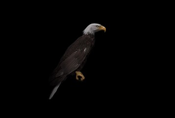 A detailed 3D render of a bald eagle standing against a black background, showcasing its sharp beak, powerful posture, and iconic white head for nature, wildlife, freedom, and conservation themes.