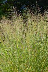 Ruten- Hirse, Panicum virgatum , Cloud  Nine