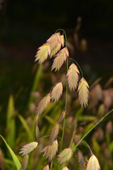 Plattährengras,  Chasmanthium latifolium