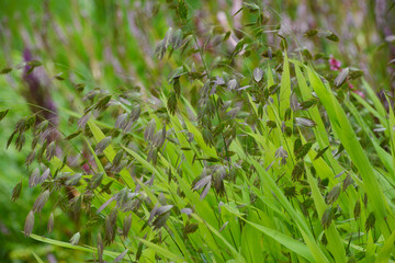 Plattährengras,  Chasmanthium latifolium