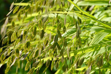 Plattährengras,  Chasmanthium latifolium
