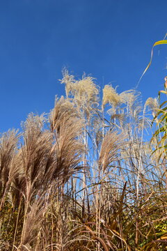 Chinaschilf, Miscanthus sinensis, Rotfeder