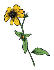 Yellow rudbeckia flower with green stem illustration vector