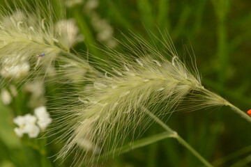 Wolliges Federborstengras, Pennisetum villosum