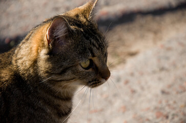 Sunlit Profile Portrait of a Focused Striped Tabby Cat