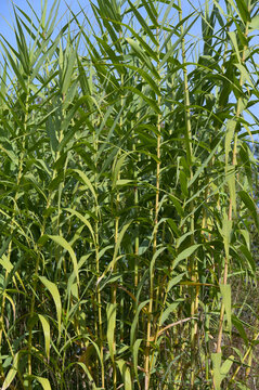Pfahlrohr, Arundo donax