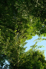 深緑に映る晴天