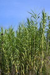 Pfahlrohr, Arundo donax