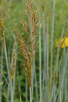 Indianergras, Sorghastrum nutans, Indian Steel