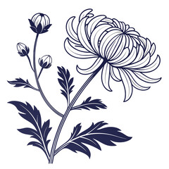 Chrysanthemum Flower and Buds in Dark Blue Outline drawing illustration