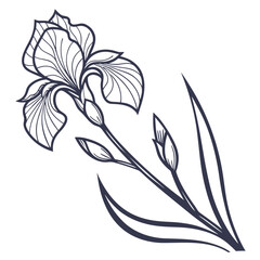 Outline Drawing of an Iris Flower with Buds and Leaves floral bloom