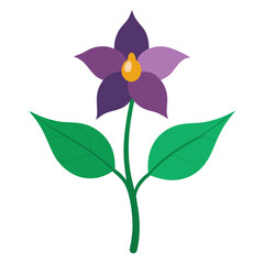 colorful flower isolated on white