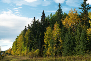 Afternoon Light on Fall Foliage in Alberta, Canada