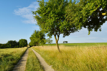 Biotop,  Altgrasflur