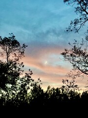 Crescent Moon Framed by Silhouetted Trees at Twilight
