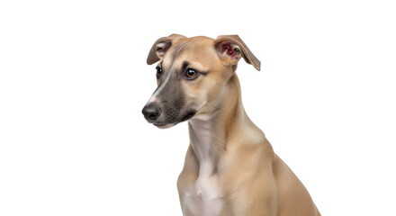 Isolated puppy portrait in studio of lovely beige dog with short hair and big ears