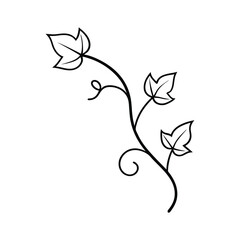 Simple outline of ivy leaves and vine created for botanical themed minimalist artwork Vector illustration