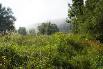 Obraz premium Amper, Amperufer, Biotop